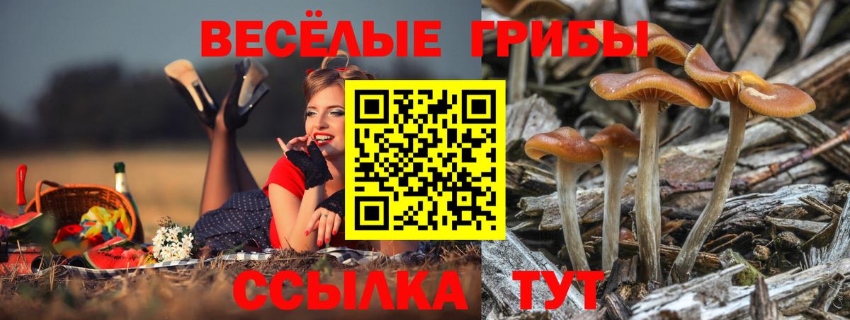 Ржев  Псилоцибиновые грибы Psilocybe  купить наркотик  Вход с VPN  Галлюциногенные грибы Psilocybe 